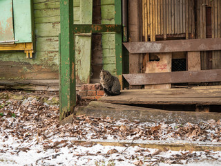 Homeless cat sitting on the porch of an old abandoned house and someone is waiting