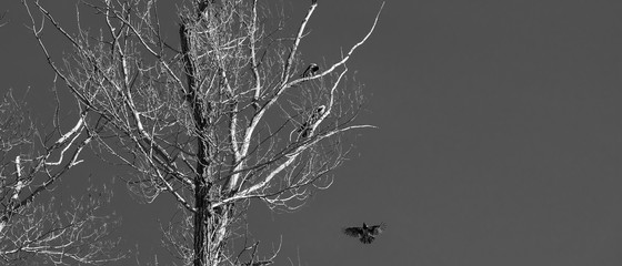 Black and white dramatic natural background - crows are sitting on the branches of a dead dry tree