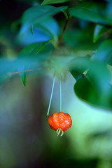 Closeup of pitanga or Brazilian cherry on the tree