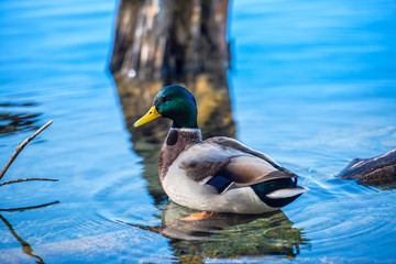 Wild duck on the lake