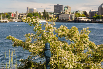 Flowering Bush with Chain Link Railing in Foreground