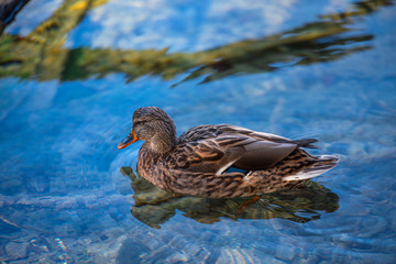 Wild duck on the lake
