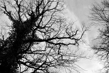 Obraz premium stormy sky and dark trees 