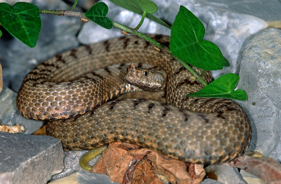 Transcaucasian sand viper / Kleinasiatische Hornotter (Vipera transcaucasiana)