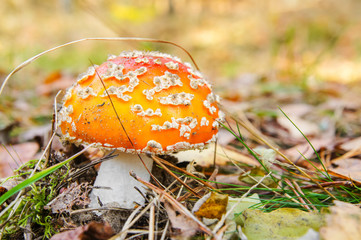 Fly agaric, Amanita muscaria, fungus, forest floor