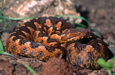horned viper / Europäische Hornotter (Vipera ammodytes ammodytes)