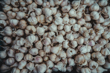 Garlic. Superior of many garlics. Garlic texture