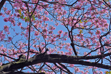 Closeup of pink lapacho tree in bloom