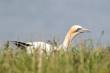 Gannet on the grass