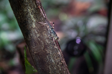 A cricket sits on a tree branch.