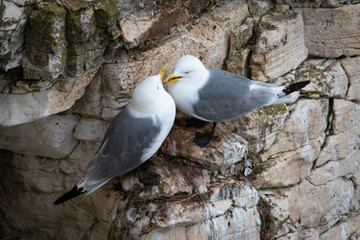 Kittiwakes on a cliff