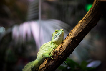 Basiliscus basiliscus is sitting on a branch. Lizard in the terrarium.