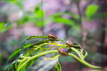 An insect pachnoda sits on the leaves of a plant.