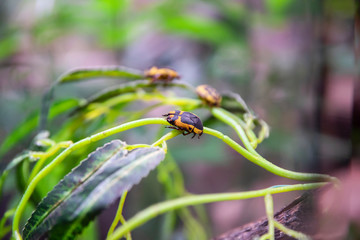 An insect pachnoda sits on the leaves of a plant.