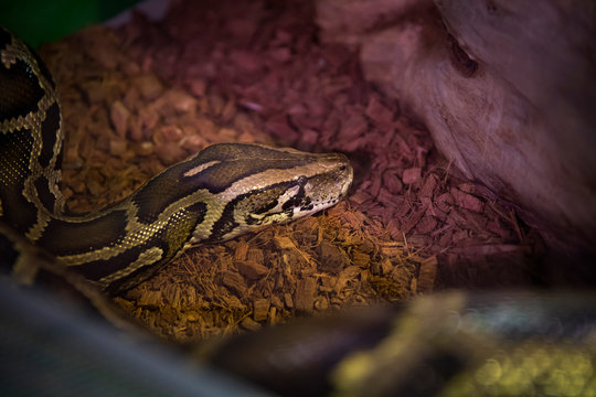 Python molurus in the terrarium.