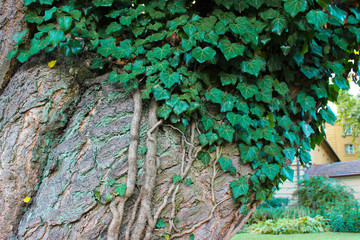 A tree trunk covered in wild ivy.