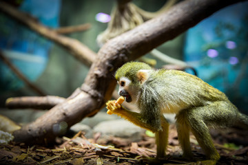 Saimiri sciureus sits on the ground and eats.