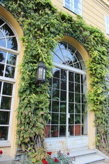 Fototapeta na wymiar Wonderful glass doors covered around wild grapes and ivy.