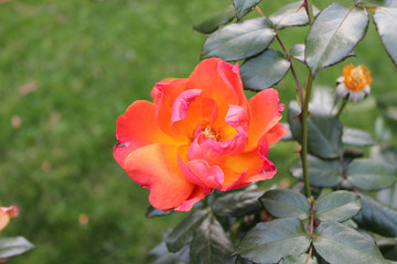 Lovely Red Tea Rose Flower