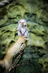 Silver marmoset Mico argentatus sits on a log and eats.
