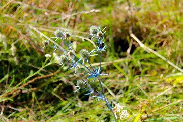 Beautiful field thistle with a blue stalk against a wild field