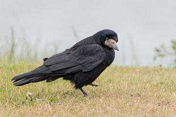 Rook on the grass