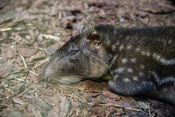 Lowland paca sleeps on the ground.