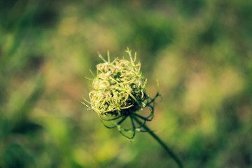 Beautiful field flower. Blossom Anthriscus sylvestris, known as cow parsley, wild chervil, wild...