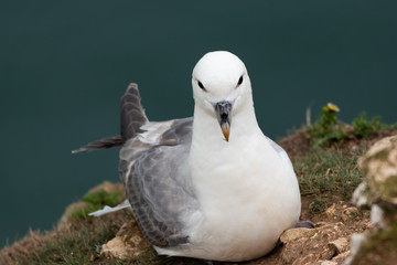 Fulmar on a rock