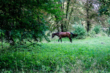 A lone horse grazes on a lawn in a forest. The horse is tied with a rope to a small stick.