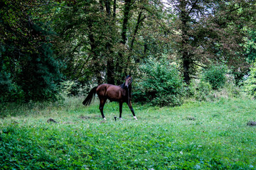 Naklejka na ściany i meble A lone horse grazes on a lawn in a forest. The horse is tied with a rope to a small stick.