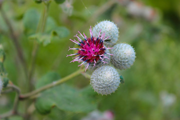 Delicate pink sow thistle flowers close-up