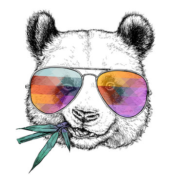 Hand drawn portrait of Funny Panda in glasses with bamboo branch. Vector illustration isolated on white