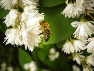 The bee is looking for nectar. A beautiful bee pollinates plants. Bee on a background of flowers and herbs.