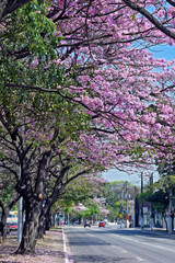 Stretch of avenue decorated with flowered lapacho tree