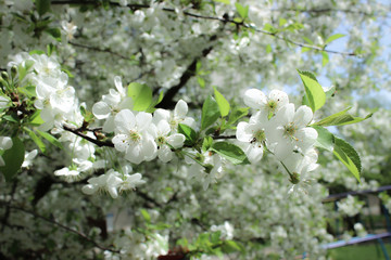 Delicate cherry blossoms in the spring