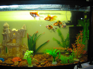Several aquarium goldfish of different coloring swim in a large aquarium