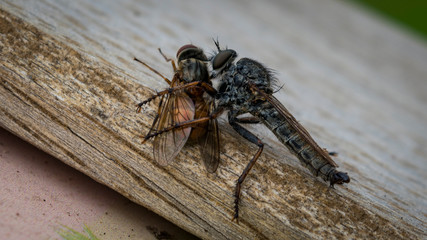Close-Up Of Insect On Wood