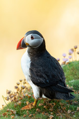 Atlantic puffin in the natural environment, close up, natural habitat, Shetlands, Scotland, Fratercula arctica