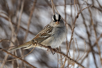 White crowned sparrow on a cloudy winters day. It is a species of passerine bird native to North...
