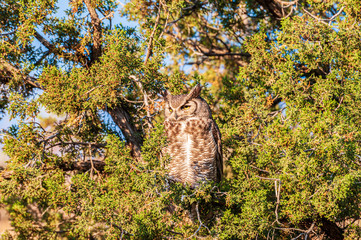 Great Horned Owl Bubo virginianus in a Tree