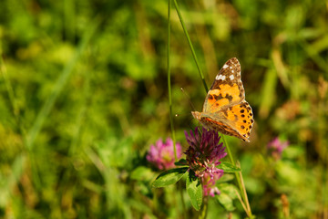 Nature