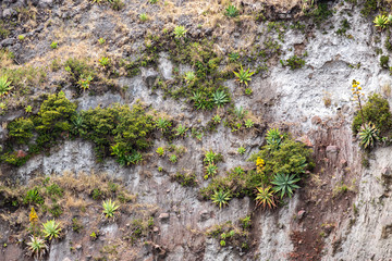 A Landscape with succulents at Volcan de Santa Ana in El Salvador