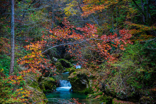 Autumn landscape in Vintgar gorge river, Slovenia