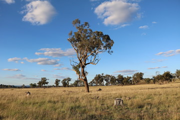 Country life in Australia