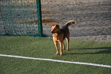  dog on the football field