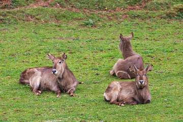 The waterbuck (Kobus ellipsiprymnus) is a large antelope found widely in sub-Saharan Africa.