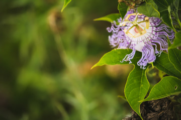 closeup purple flower 