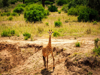 giraffe in Tarangire