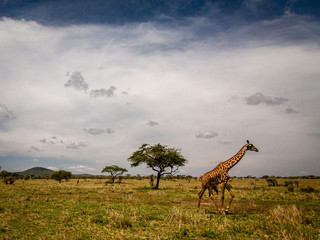 giraffe in serengeti national park tanzania africa
